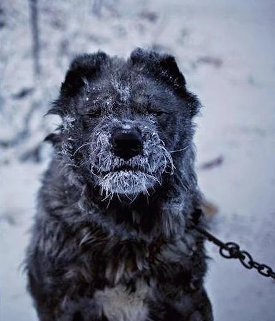 This poor guard dog wishes his owners would come take him out of the cold.