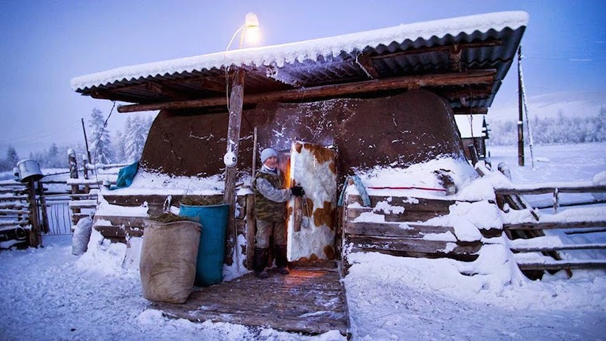 Local farmer, Nikolai Petrovich keeps his cows warm and cozy each night by tucking them away in this heavily-insulated barn. 