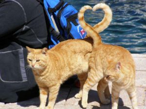 cat-tails-heart