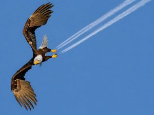 eagle-and-jet-streams