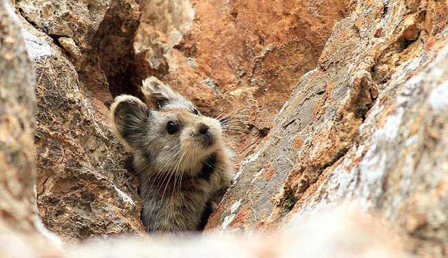 Rare-‘Magic-Rabbit’-from-China-spotted-for-the-first-time-in-20-years21